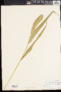 Setaria italica image