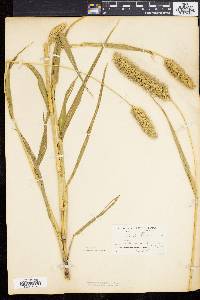 Setaria italica image