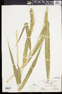 Setaria italica image