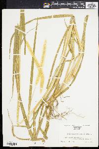 Pennisetum glaucum image