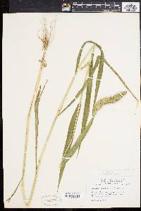 Setaria viridis var. major image