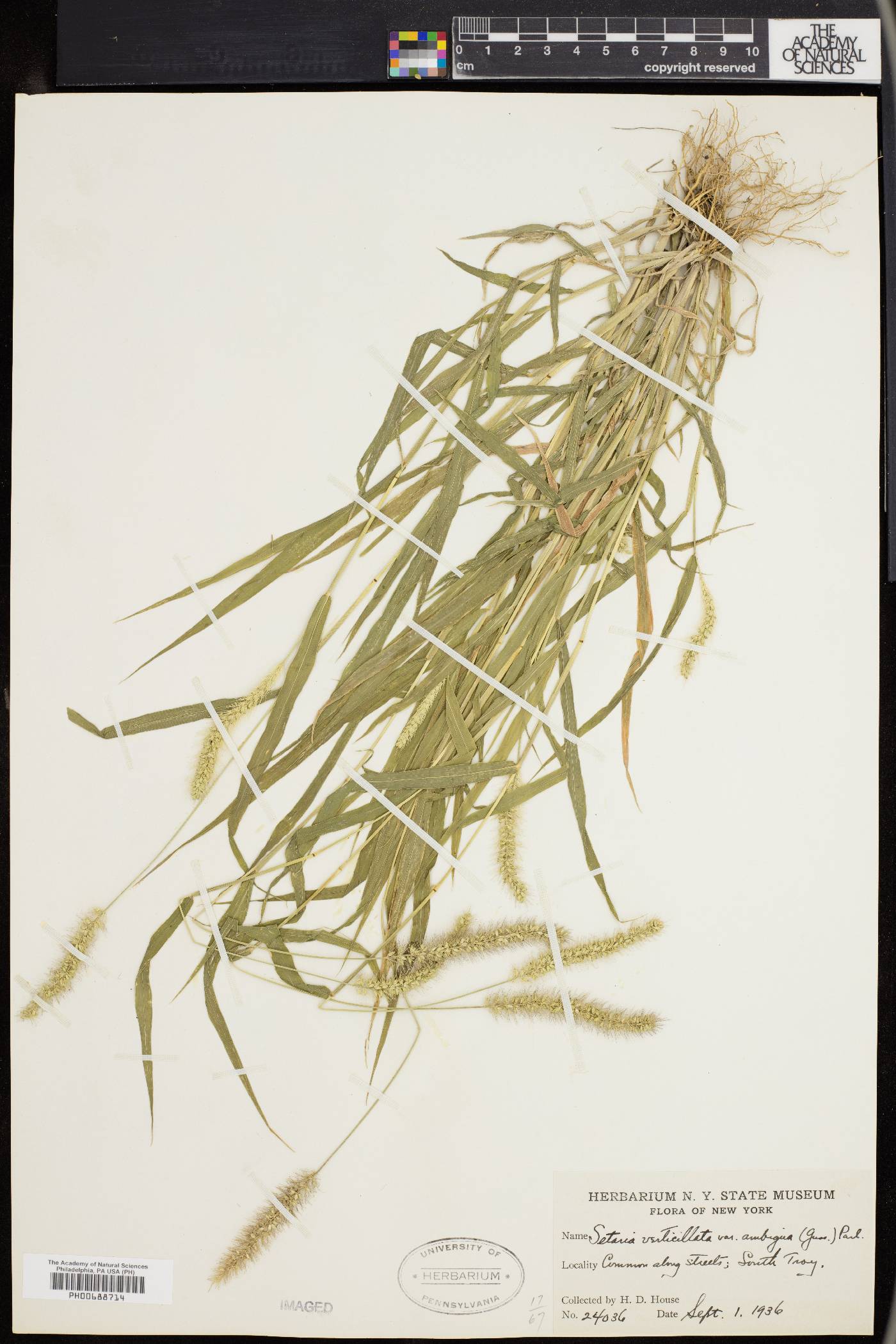 Setaria verticilliformis image