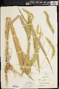 Setaria faberi image