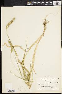 Setaria faberi image