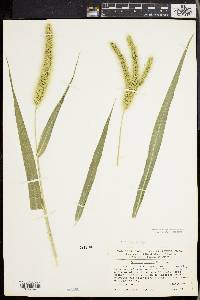 Setaria faberi image