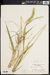 Setaria faberi image