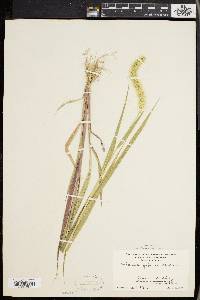 Setaria faberi image