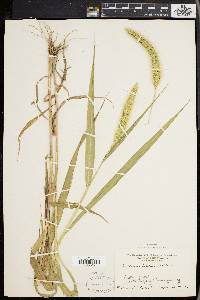 Setaria faberi image