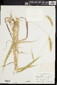 Setaria faberi image