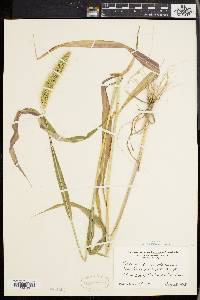 Setaria faberi image