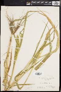 Setaria faberi image