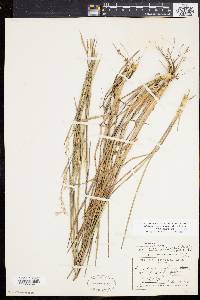 Schizachyrium scoparium subsp. scoparium image