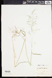 Poa sylvestris image