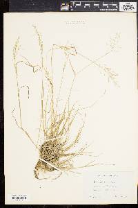 Poa sylvestris image