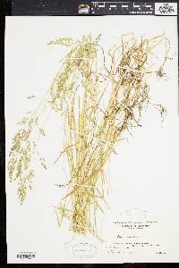 Poa trivialis image