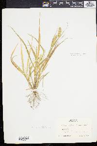 Pennisetum glaucum image