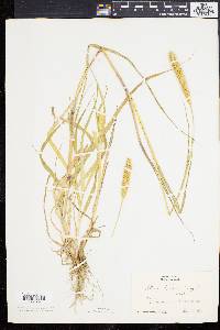 Pennisetum glaucum image