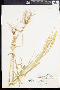 Pennisetum glaucum image