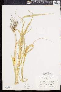 Pennisetum glaucum image