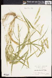 Setaria verticillata image