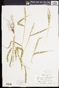 Setaria verticillata image