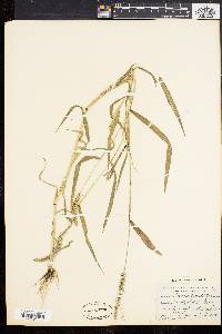 Setaria verticillata image