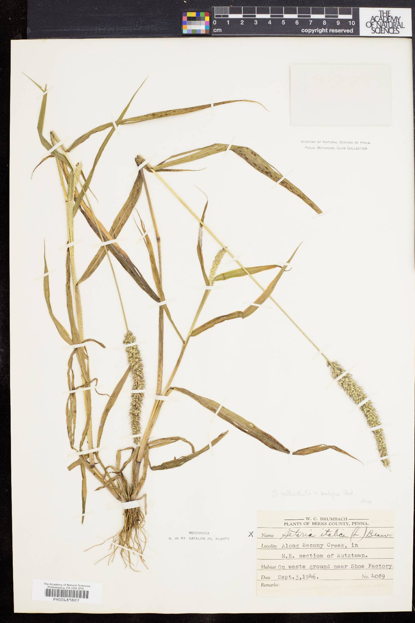 Setaria verticilliformis image