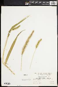 Setaria faberi image