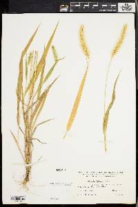 Setaria faberi image