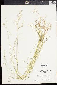 Poa saltuensis image