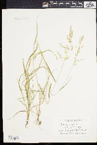 Poa trivialis image