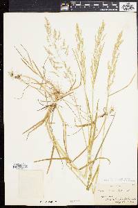 Poa trivialis image