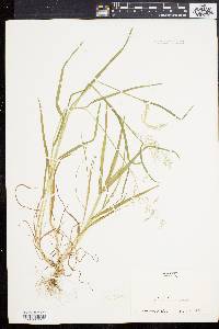 Poa trivialis image