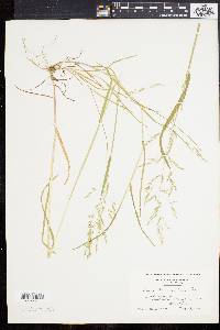 Poa trivialis image