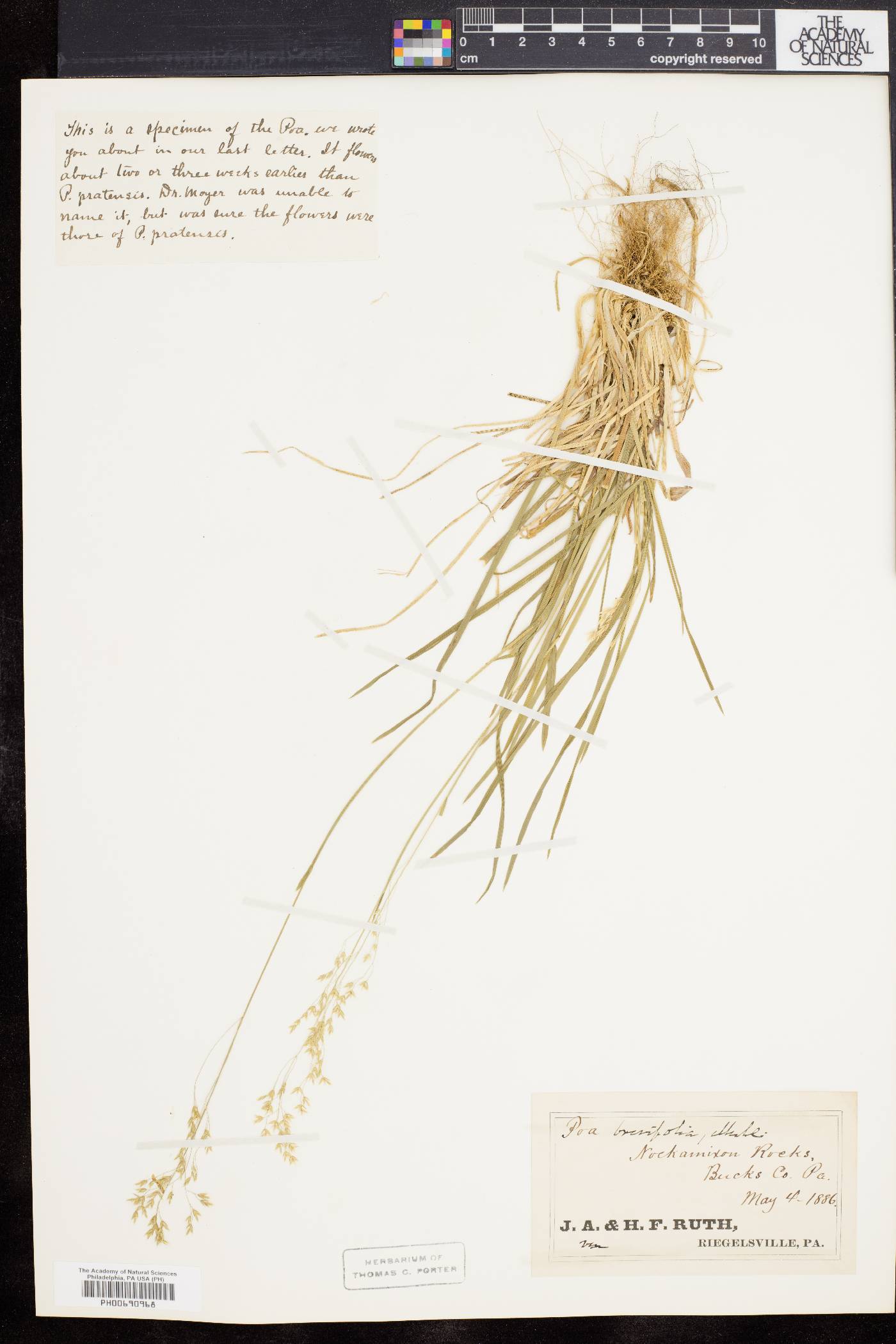 Poa cuspidata image