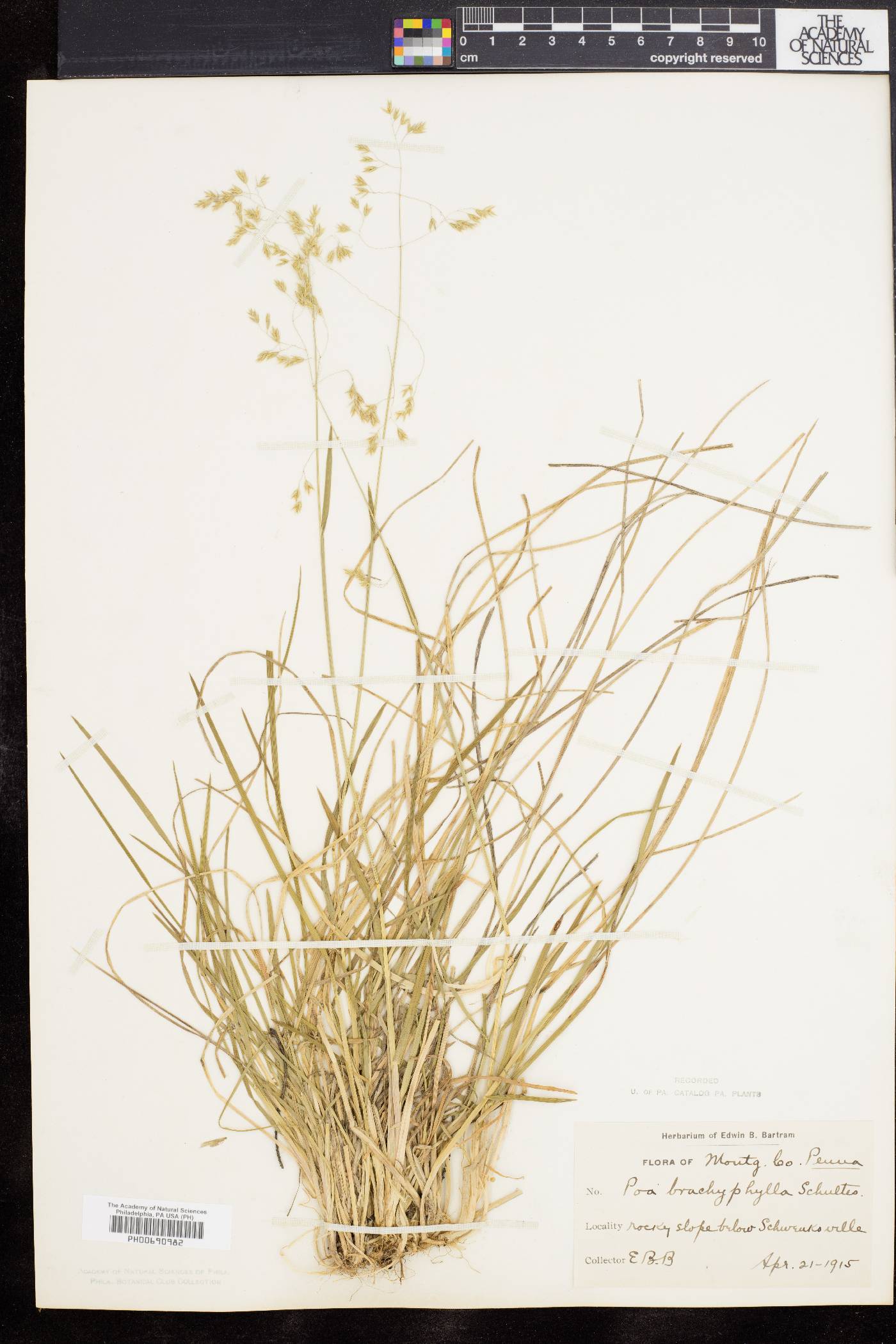 Poa cuspidata image