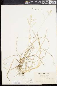 Poa cuspidata image