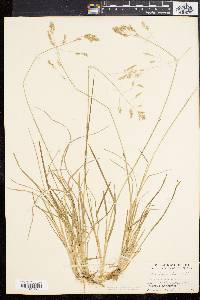 Poa cuspidata image