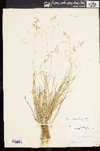 Poa cuspidata image