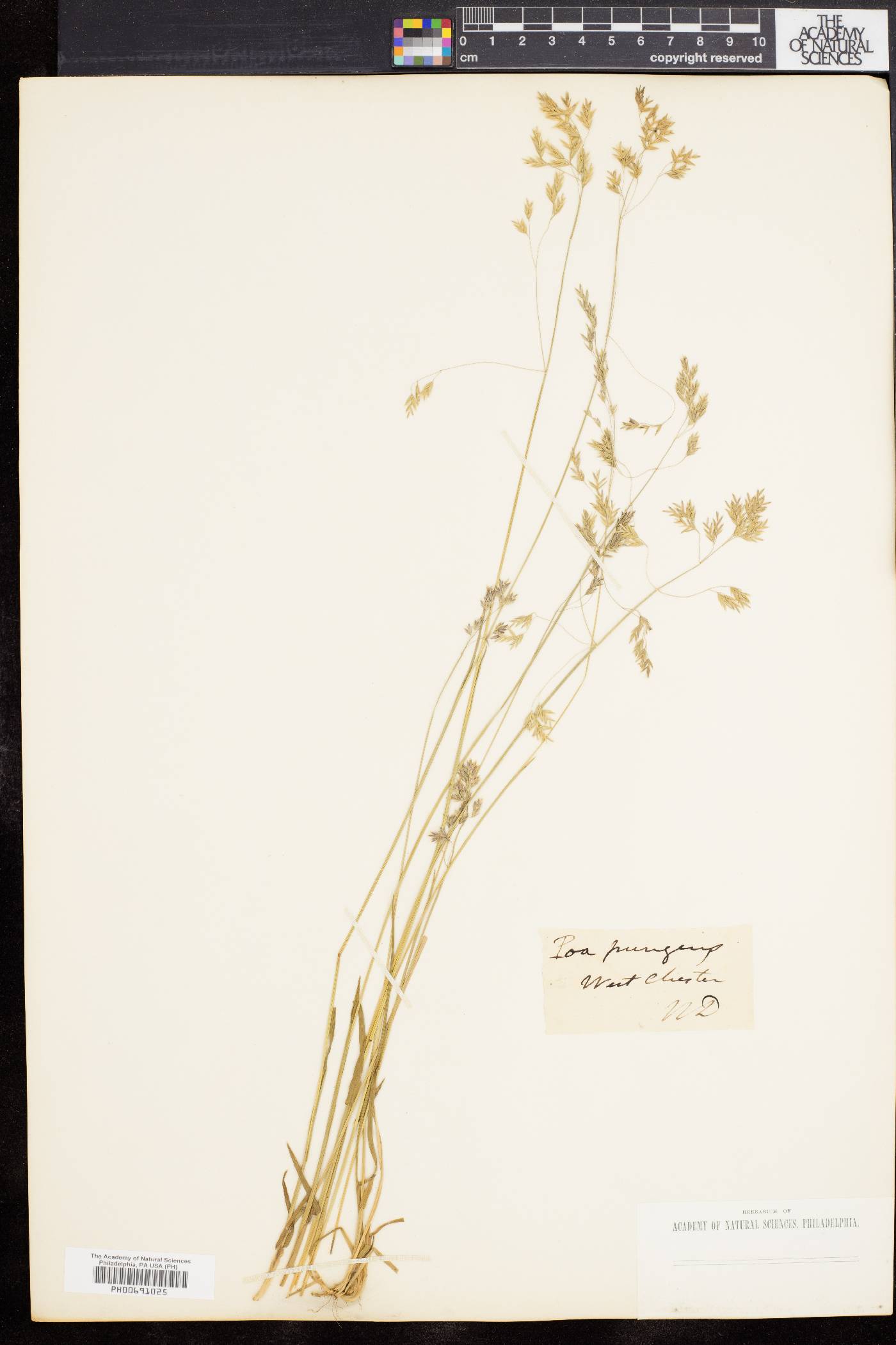 Poa cuspidata image