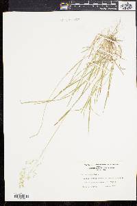 Poa cuspidata image