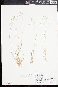 Poa cuspidata image