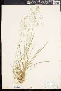 Poa cuspidata image