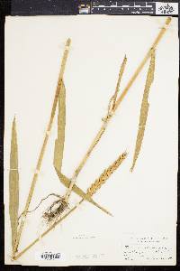 Triticum aestivum image