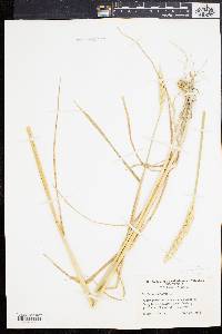 Triticum aestivum image