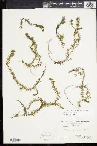 Elodea canadensis image