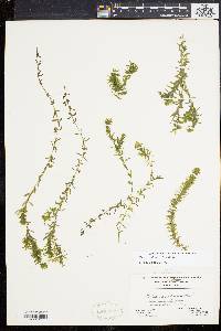 Elodea canadensis image