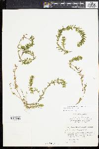 Elodea canadensis image