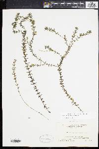 Elodea canadensis image