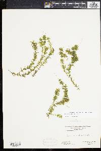 Elodea canadensis image